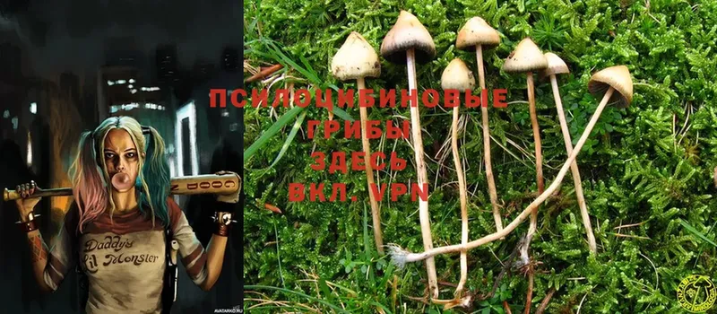 Псилоцибиновые грибы Cubensis  Губкинский 